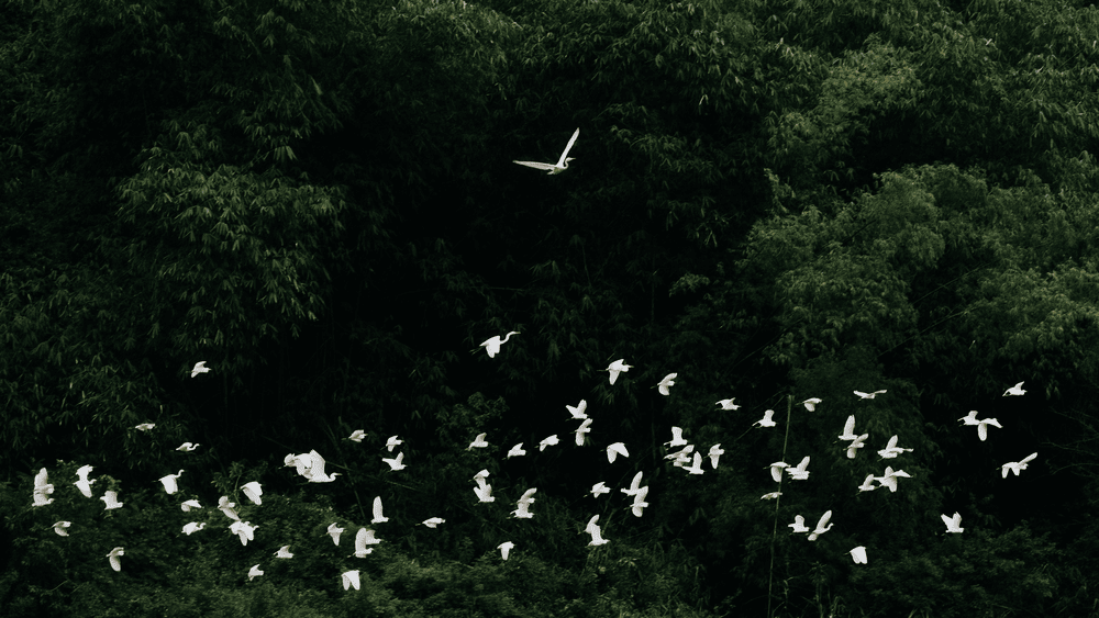 Bạn có thể chiêm ngưỡng khung cảnh đàn chim vỗ cánh về tổ (Nguồn: Fanpage Khu du lịch sinh thái Thung Nham - Ninh Bình)